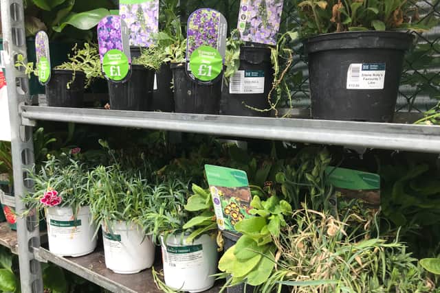 Don’t ignore sale plants