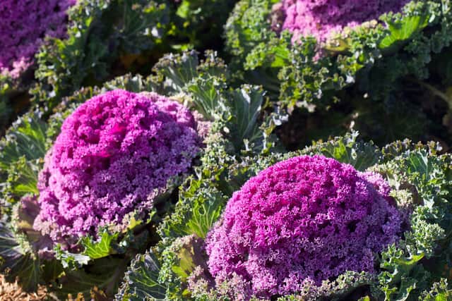 Japanese flowering kale