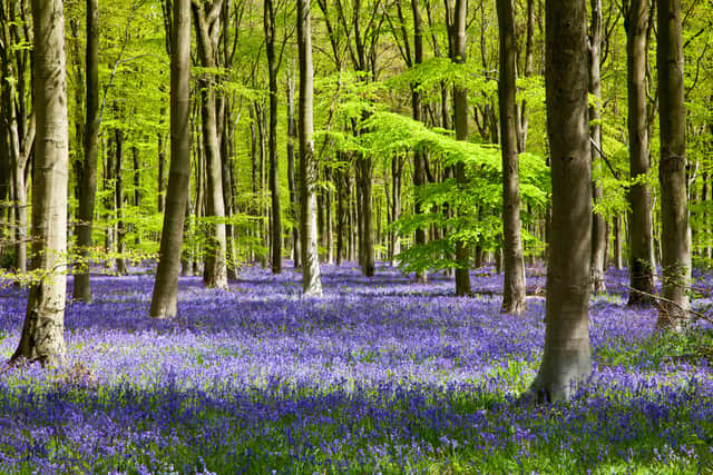 But do the bluebell woods we visit harbour English bluebells or Spanish varieties, which it is feared will reduce our native variety?