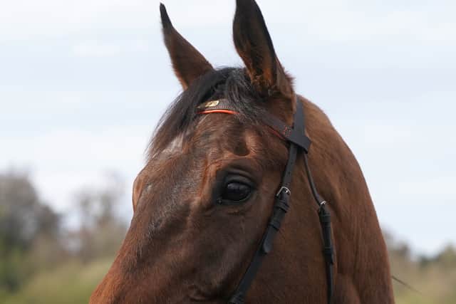 Though both horse and trainer have a cherished National victory to their names now, Mullins is not resting on his laurels or approaching the race any differently this time around.