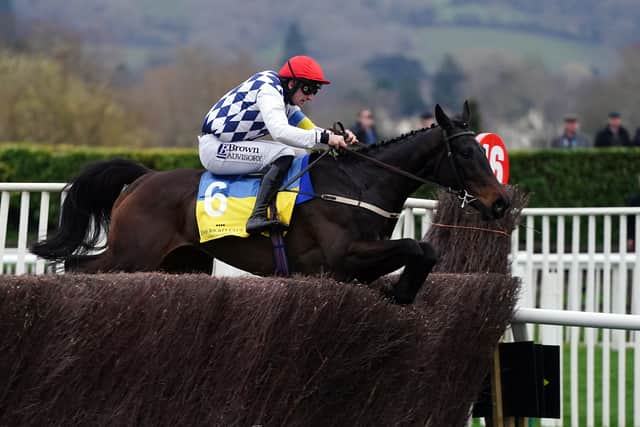 “The horse is becoming the complete package.”