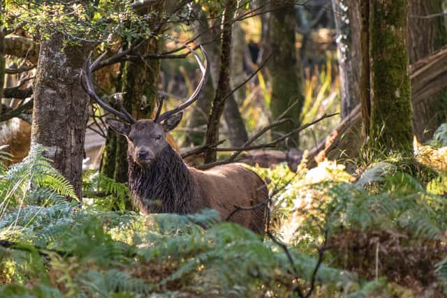 Red deer in Killarney National Park, Ireland
