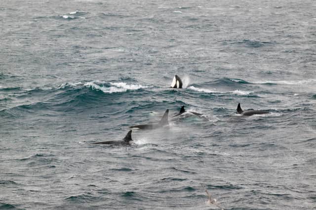 Orcas in the Shetlands