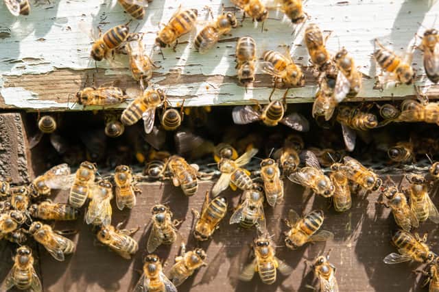 How to help bees survive extreme weather