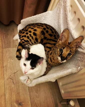 An image of Phoebe the African Serval Cat