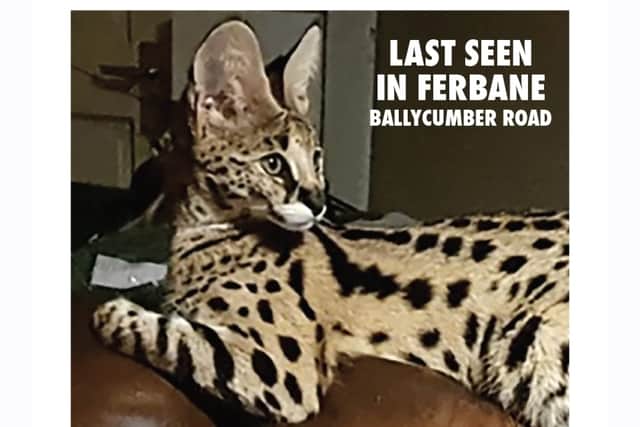 “I walk her. She is my baby. I was walking her on Friday afternoon and we last saw her at the old railway bridge(in Ferbane),” she remarked.