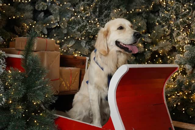 Santa’s grotto for families and pets