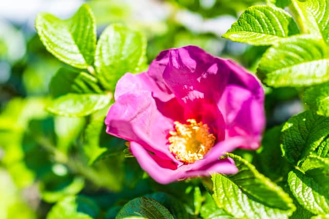 Rosa nitida: Those with a smaller space might plump for this little beauty, which can be grown in a pot and will reach barely 1m high. It produces deep rose pink flowers in summer, which turn crimson in the autumn and then you’ll be treated to a display of hundreds of pearl-like red hips and fiery autumnal foliage.