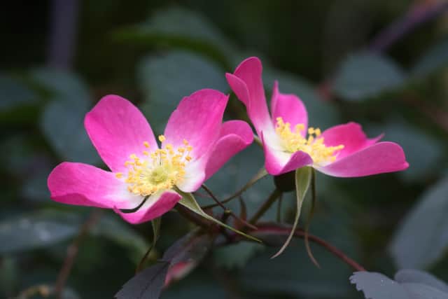 Which other roses stand out for their hips?