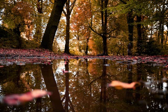 1. Go on a wonderful woodland walk