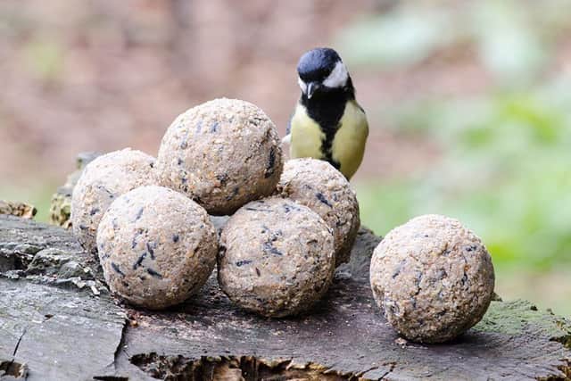 As Eric Michels of CJ Wildlife, which has a range of bird feed options, puts it: “Getting closer to nature by encouraging wildlife into your garden is an ideal way to boost your wellbeing throughout autumn and winter – and feeding birds is a great place to start.”