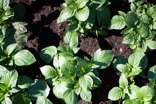“Despite the weather turning colder as we head into autumn, there is still plenty to do in the garden to nurture your soul – and help both your garden and kitchen flourish throughout winter,” says Daniel Carruthers of Cultivar Greenhouses.