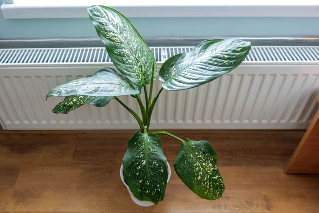 Don’t leave them near radiators or in draughts
