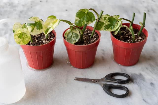 Don’t propagate after autumn
