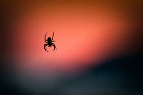 As temperatures begin to drop, spiders become more prevalent as they start to move indoors and begin breeding, ahead of the winter months