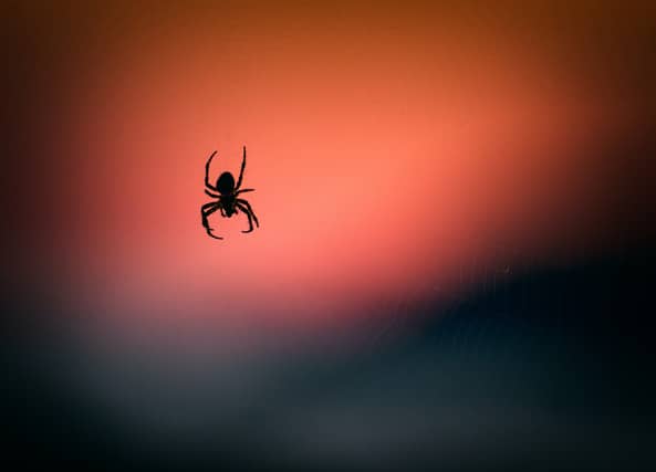 As temperatures begin to drop, spiders become more prevalent as they start to move indoors and begin breeding, ahead of the winter months