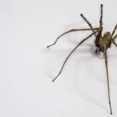 As temperatures begin to drop, spiders become more prevalent as they start to move indoors and begin breeding, ahead of the winter months