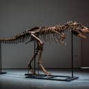 A Gorgosaurus dinosaur skeleton has sold for $6.1 million (€6m) at auction in New York.
