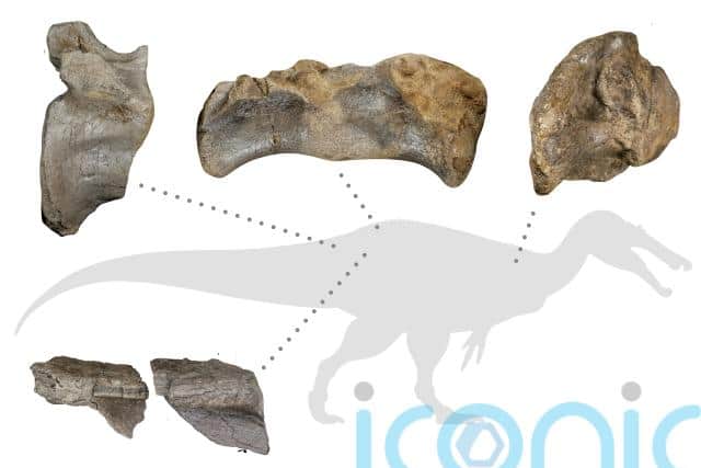 “It’s a shame it’s only known from a small amount of material, but these are enough to show it was an immense creature.”