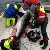 Researchers catch and tag giant shark off Irish coast (Photo credit - Dr Nick Payne)