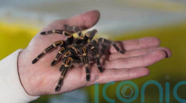 “Even other, much smaller, species of false widows are known to capture and feed on snakes and lizards. This study presents yet another example of the invasive impact by the noble false widow on native species. We know they are much more competitive than native spiders, and this further confirms their impact on prey species.”
