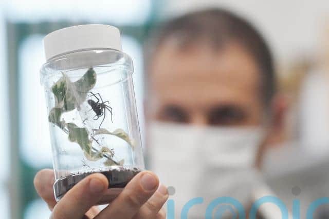 The species is known for its medical significance, having the ability to cause a range of mild to severe symptoms in people who are bitten, but little is known about its impact on native species.