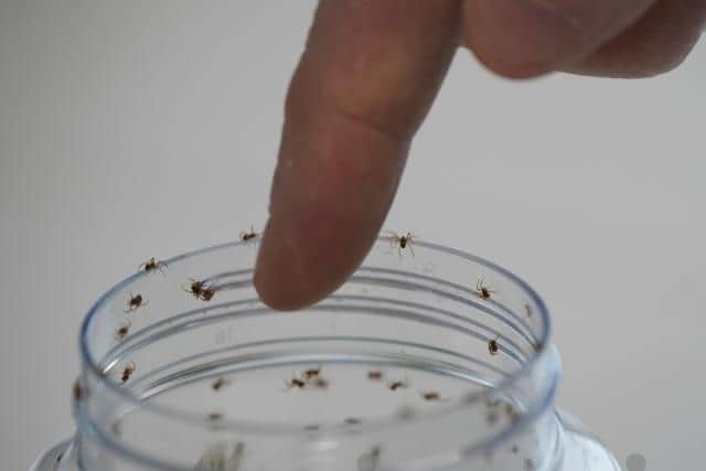 It is the first time a member of the Theridiidae family of spiders has been recorded preying on a bat anywhere in the world, or any vertebrate in the UK.