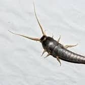 Warning of serious increase in prehistoric insect in homes in Ireland