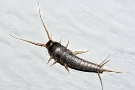 Warning of serious increase in prehistoric insect in homes in Ireland