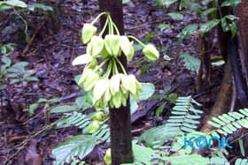 First new plant species of 2022 named after famous actor and environmentalist