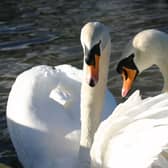 What were a Portlaoise man's intentions towards the swans?