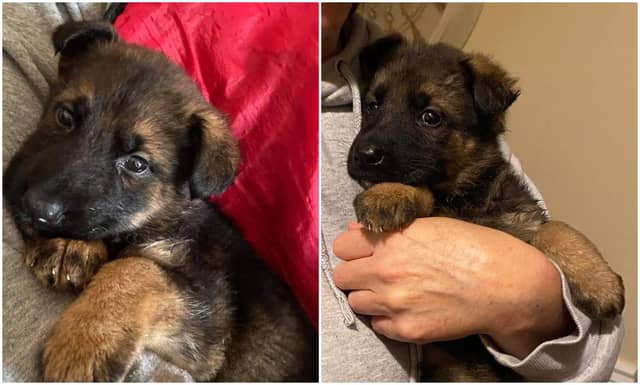 Campaign to fund surgery for adorable Offaly puppy