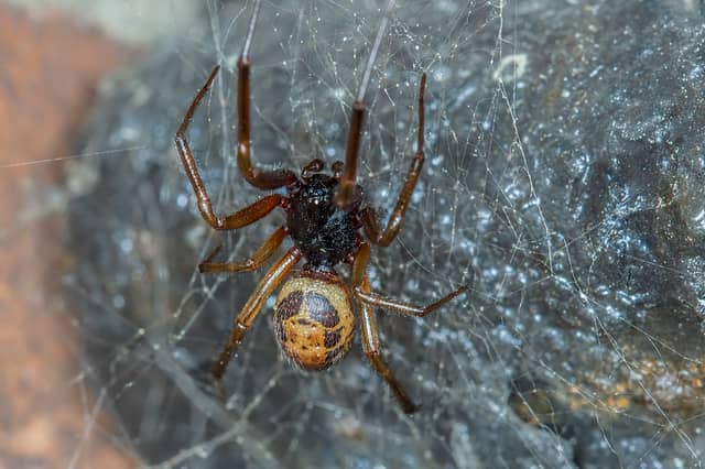 The Noble False Widow spider, which has colonised much of Ireland. Photo: NUI Galway