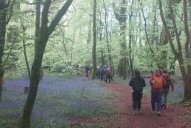Capard Wood, carpeted with bluebells in the Slieve Blooms