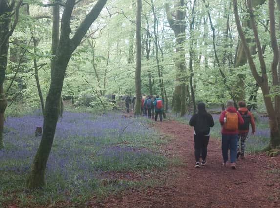 Capard Wood, carpeted with bluebells in the Slieve Blooms