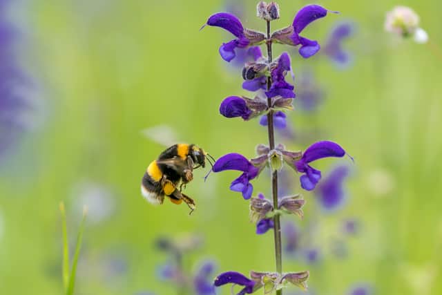 How well do you know your garden bees?