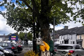 Beau the sheep in Roscrea who was 'an amazing help with mapping out the route — and for being our little mascot along the way' Roscrea Youth Services said