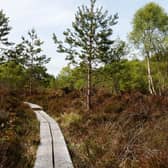 ​Abbeyleix Bog. A walk is taking place here during the Laois Walks Festival, on Thursday June 25.