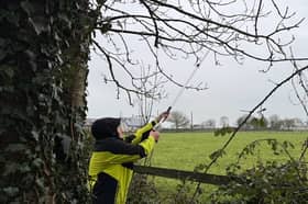 In February 2026, Ricardo Pimenta, Postdoctoral Fellow, from Teagasc Research Centre in Carlow, takes a scion wood sample from Tom Roche’s ash tree in Rhode