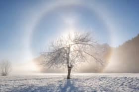 ​A tree in the middle of a snowy field. Both Berry and Whitman believed there was a sacredness immanent within the physical world.
