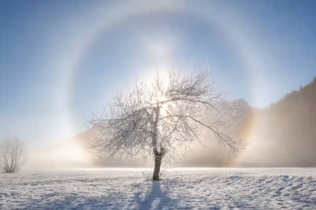 A tree in the middle of a snowy field. Both Berry and Whitman believed there was a sacredness immanent within the physical world.
