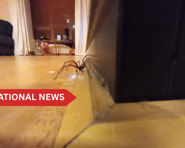The Giant House Spider can reach a full leg span of up to 75mm