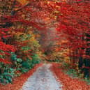 Walking in autumnal woodland reduces mental agitation and anxiety. It brings about a sense of philosophical calm and insight.