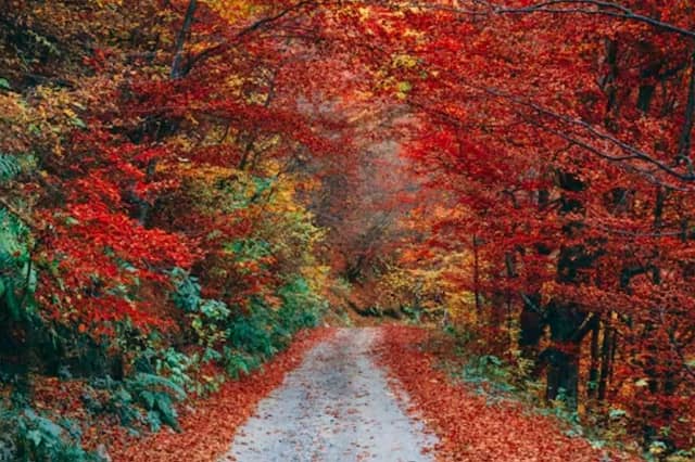 Walking in autumnal woodland reduces mental agitation and anxiety. It brings about a sense of philosophical calm and insight.