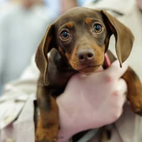 Chai Bella represented Offaly on the national stage