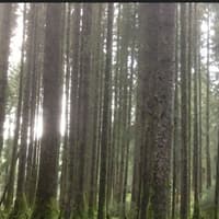 Calling all Offaly farmers: Discover how forestry can add value to your farm