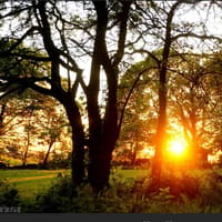 Offaly columnist reflects on the quiet sadness of November