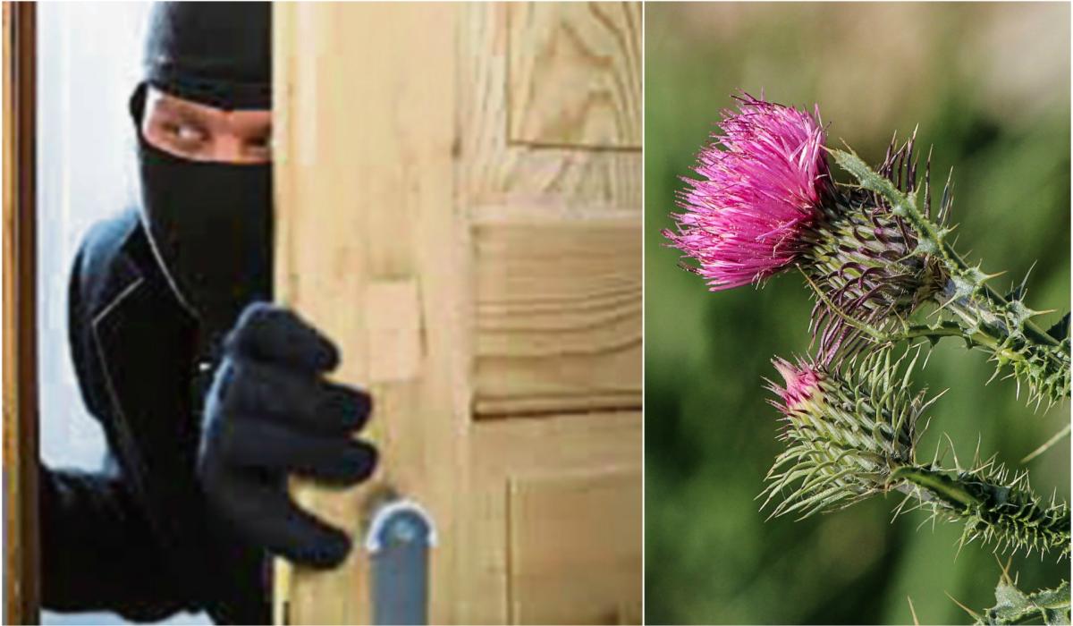 Gardaí say prickly plants can deter pesky thieves Offaly Live