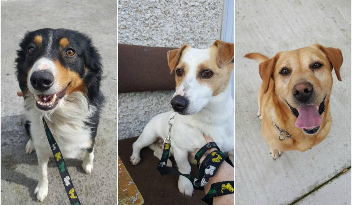 Appeal for 'forever homes' as Offaly Dog Shelter reaches capacity