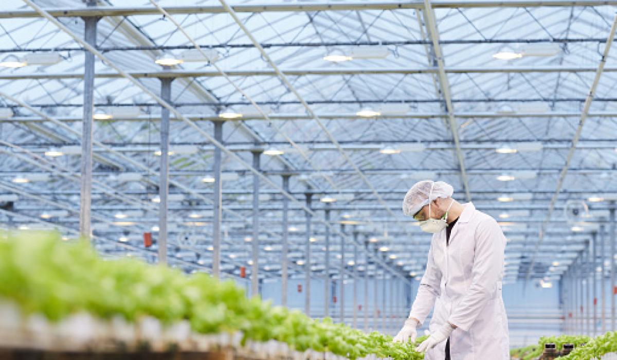 New hydroponic farming project in Offaly to create number of new jobs